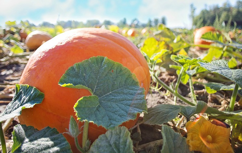 pumpkin