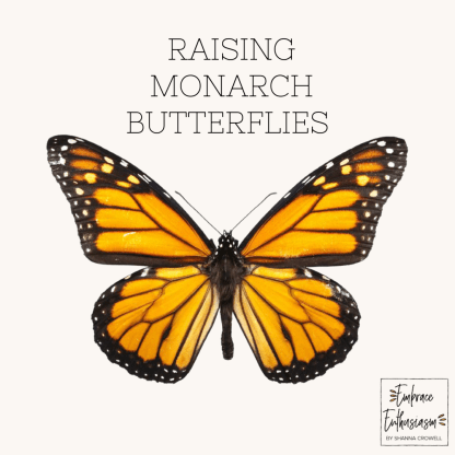 raisingmonarchbutterflies